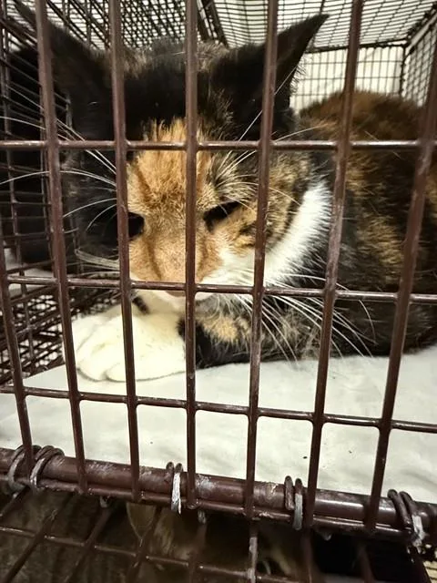 A senior small-sized female Domestic Short Hair cat named Yara for adoption in Miami, FL