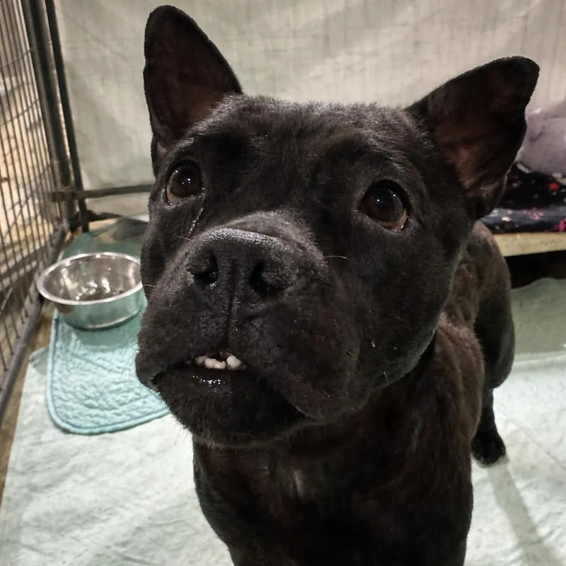 An adult medium-sized female Black Mixed Breed dog named Allie for adoption in Wappingers Falls, NY