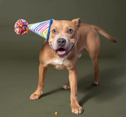 An adult medium-sized male Mixed Breed dog named Franklin for adoption in Atlanta, GA