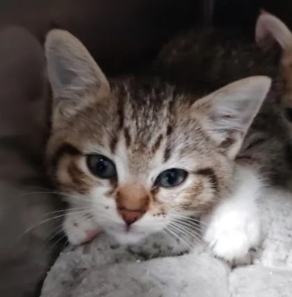 A baby small-sized female Domestic Short Hair cat named Tazo for adoption in Port Saint Joe, FL