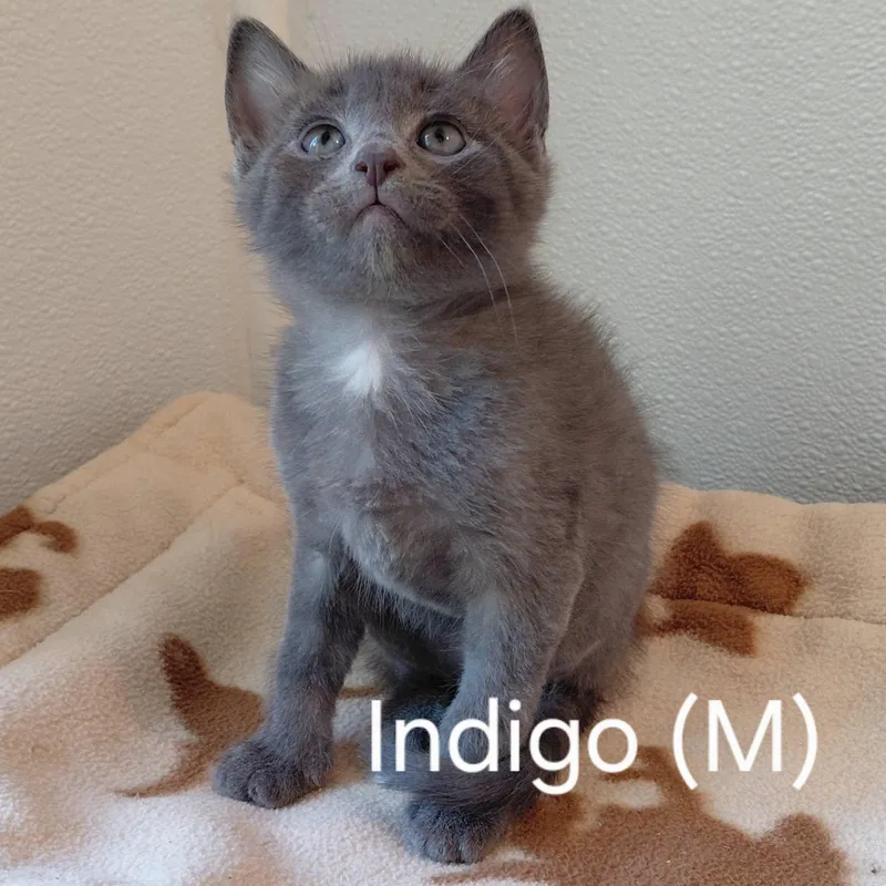 Indigo