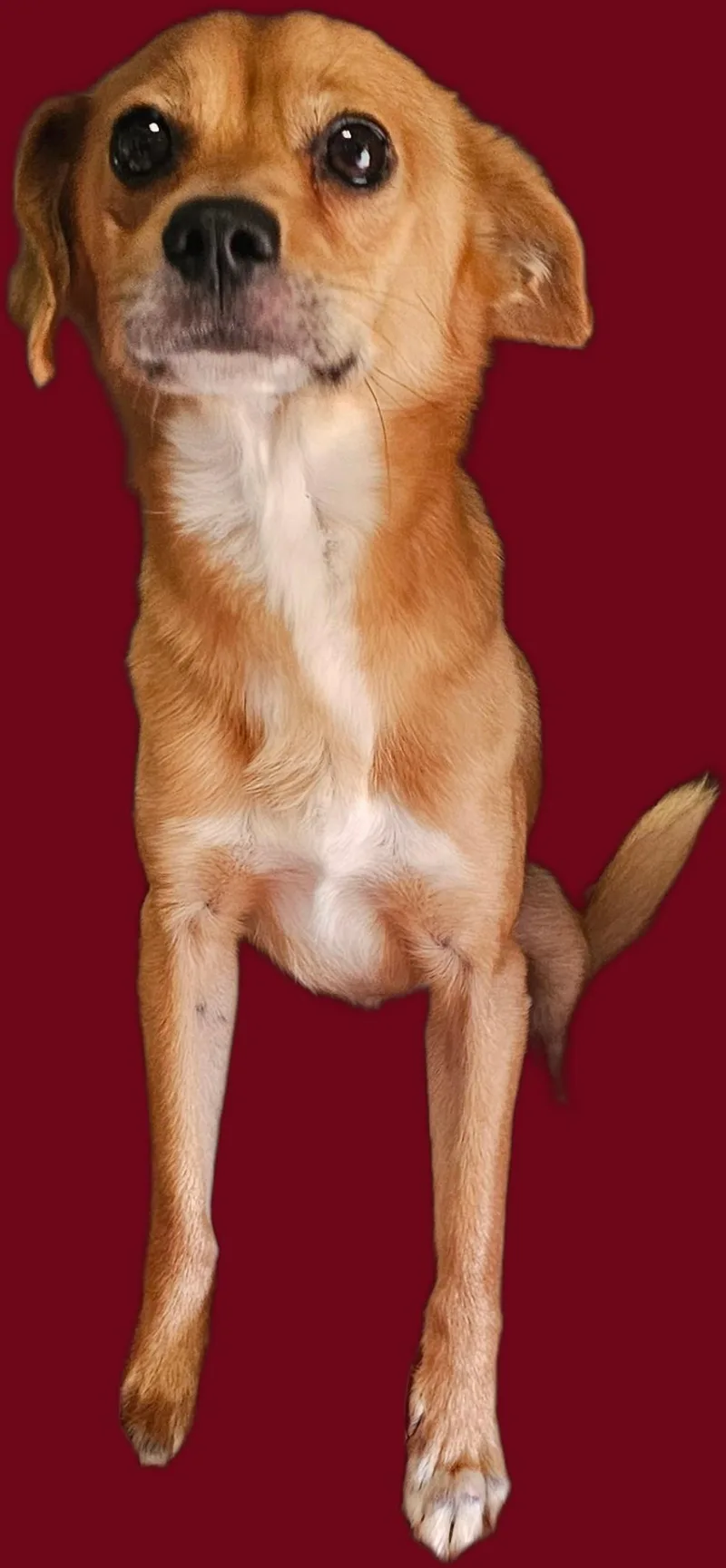 A young small-sized male Red / Chestnut / Orange Chihuahua dog named Watson for adoption in Chesnee, SC