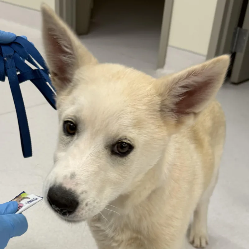 A baby medium-sized male Apricot / Beige Siberian Husky dog named Hughie for adoption in Scottsdale, AZ