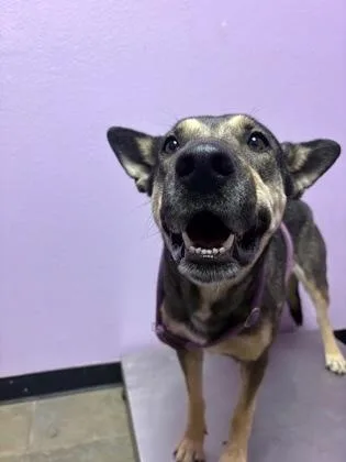 An adult large-sized female Black Shepherd dog named Celina for adoption in El Paso, TX