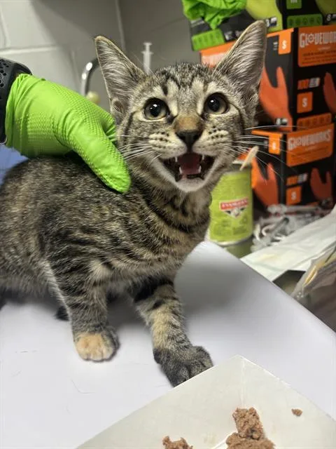 A baby small-sized female Domestic Short Hair cat named Zelda for adoption in Indianapolis, IN