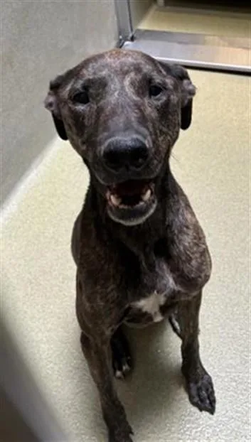An adult large-sized female Belgian Shepherd / Malinois dog named A for adoption in Rancho Cucamonga, CA