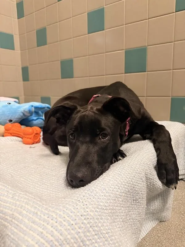 A young medium-sized female Mixed Breed dog named Lacie for adoption in Truckee, CA