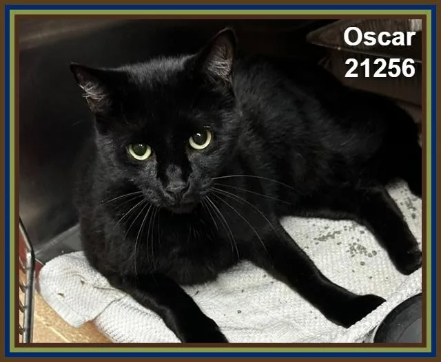 An adult large-sized male Black Domestic Short Hair cat named Oscar for adoption in Marietta, GA