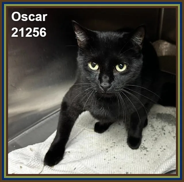 Oscar thumbnail 3