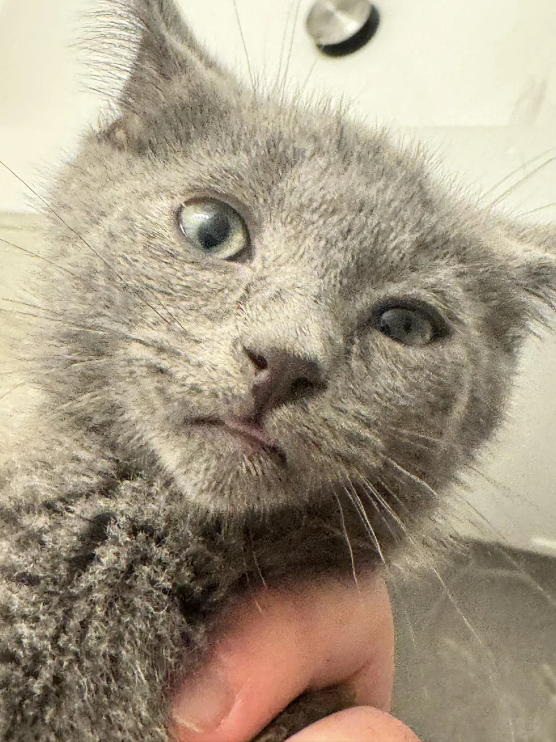 A baby medium-sized male Russian Blue cat named Buns for adoption in Georgetown, KY