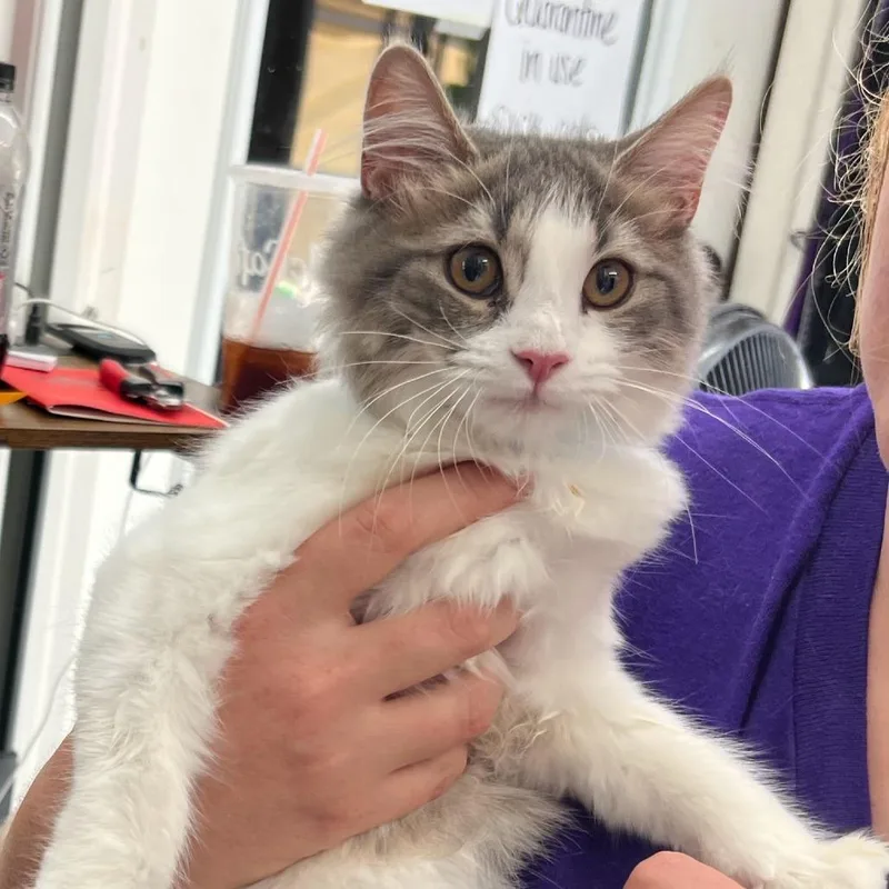 A baby small-sized female Domestic Short Hair cat named Trout for adoption in Blairsville, GA