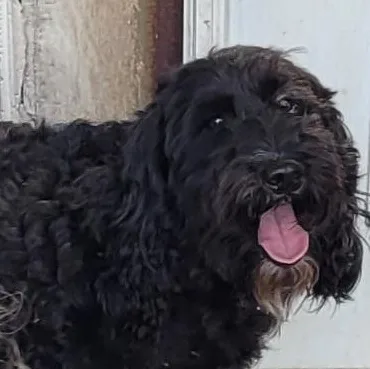 An adult small-sized male Black Schnoodle dog named Georgie for adoption in Chiefland, FL