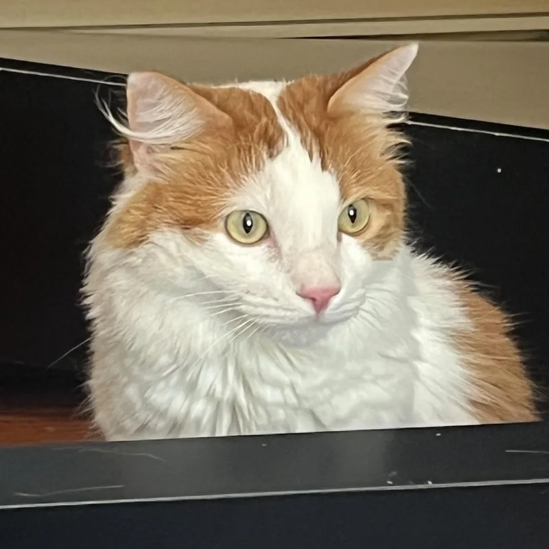 An adult medium-sized male Orange & White Domestic Medium Hair cat named Archibald for adoption in Maple Shade, NJ