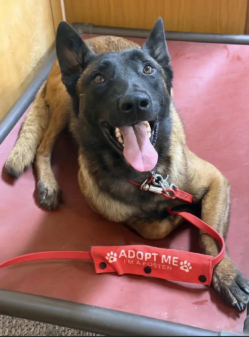 A young large-sized male Belgian Shepherd / Malinois dog named Max for adoption in New Rochelle, NY