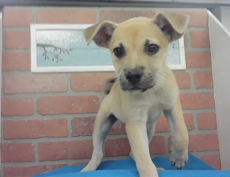A baby small-sized female Labrador Retriever dog named A for adoption in Houston, TX