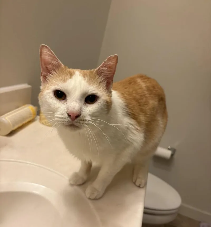 An adult medium-sized male Buff & White Domestic Short Hair cat named Detective John Munch for adoption in Philadelphia, PA