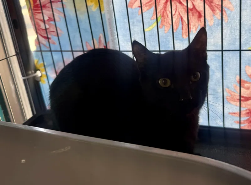 A baby medium-sized male Black Domestic Short Hair cat named Fern for adoption in Jacksonville, FL