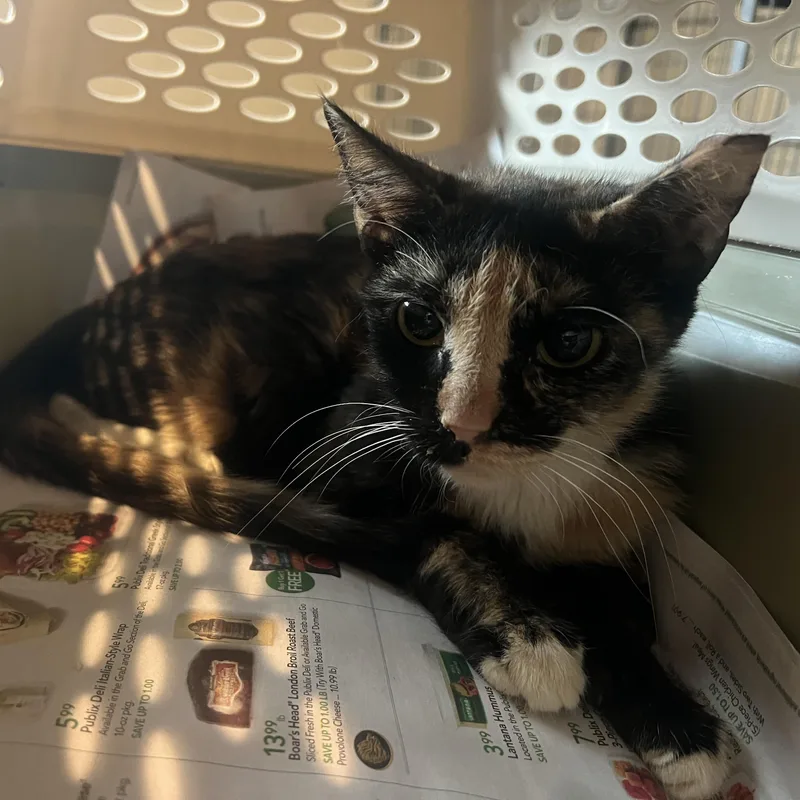 Popsicle thumbnail 2