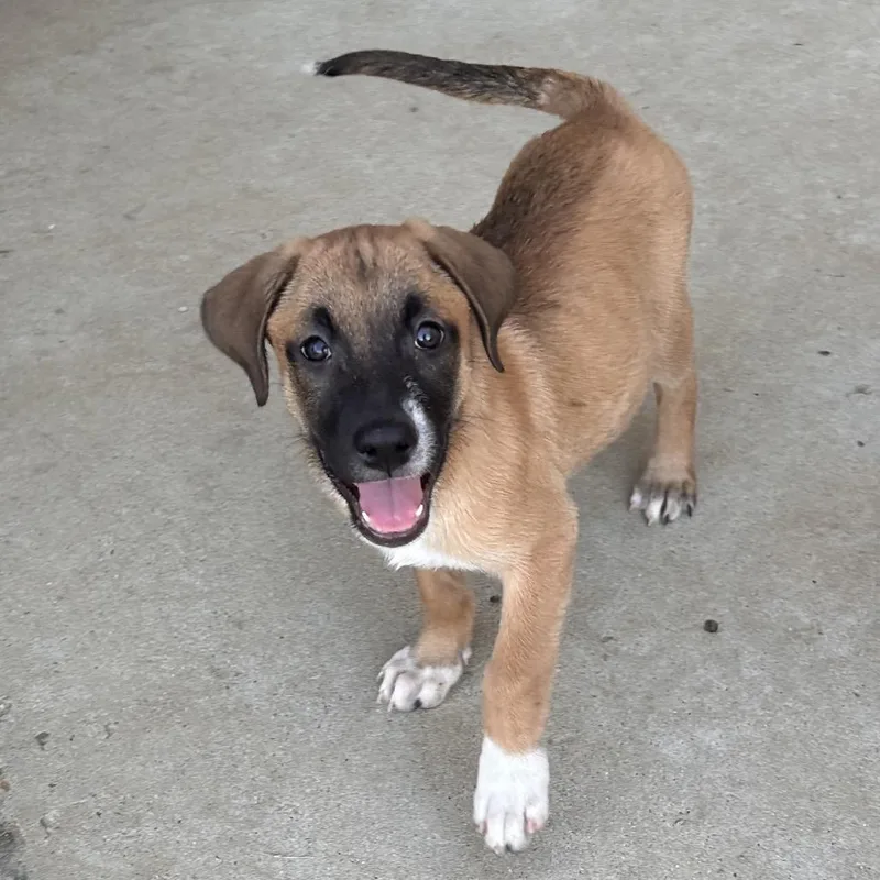 A baby medium-sized female Labrador Retriever dog named Dallas for adoption in Escondido, CA