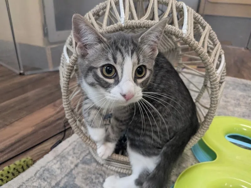 A baby medium-sized male Domestic Short Hair cat named Cloud for adoption in Richland Hills, TX