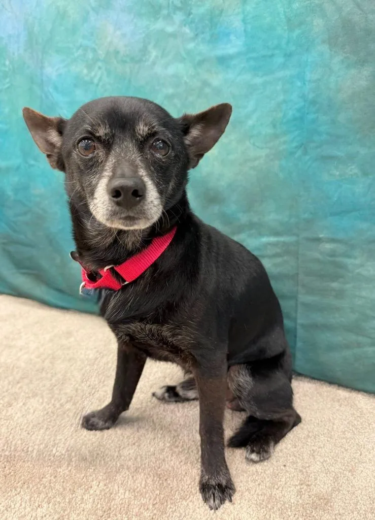 A senior small-sized male Chihuahua dog named Zack for adoption in Fond Du Lac, WI