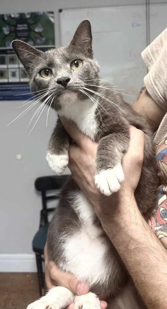 An adult small-sized female Domestic Short Hair cat named Anchovy for adoption in Bolivar, MO