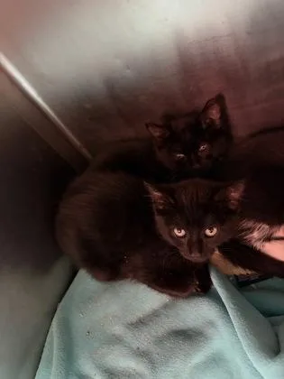 A young small-sized female Domestic Short Hair cat named Silly Creature for adoption in Lowell, MA