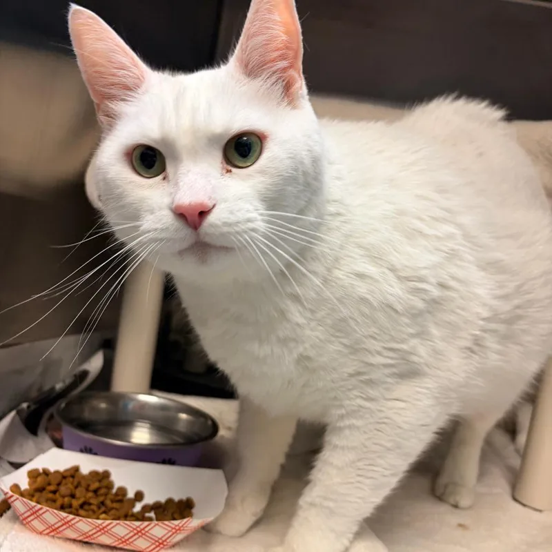 A senior extra large-sized male White Domestic Short Hair cat named Lincoln for adoption in Philadelphia, PA
