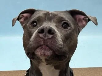 An adult large-sized female Pit Bull Terrier dog named Luna for adoption in Golden Valley, MN