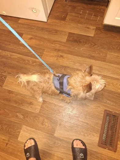 An adult small-sized male Red / Chestnut / Orange Terrier dog named Billy for adoption in Liverpool, TX