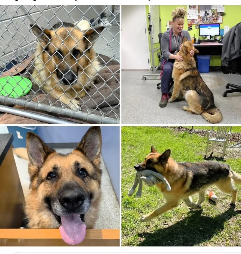 A senior large-sized male German Shepherd Dog dog named Sawyer for adoption in Ypsilanti, MI