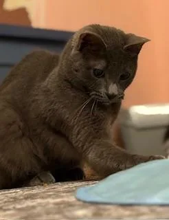 A young medium-sized female Gray / Blue / Silver Domestic Short Hair cat named April for adoption in Lemoyne, PA