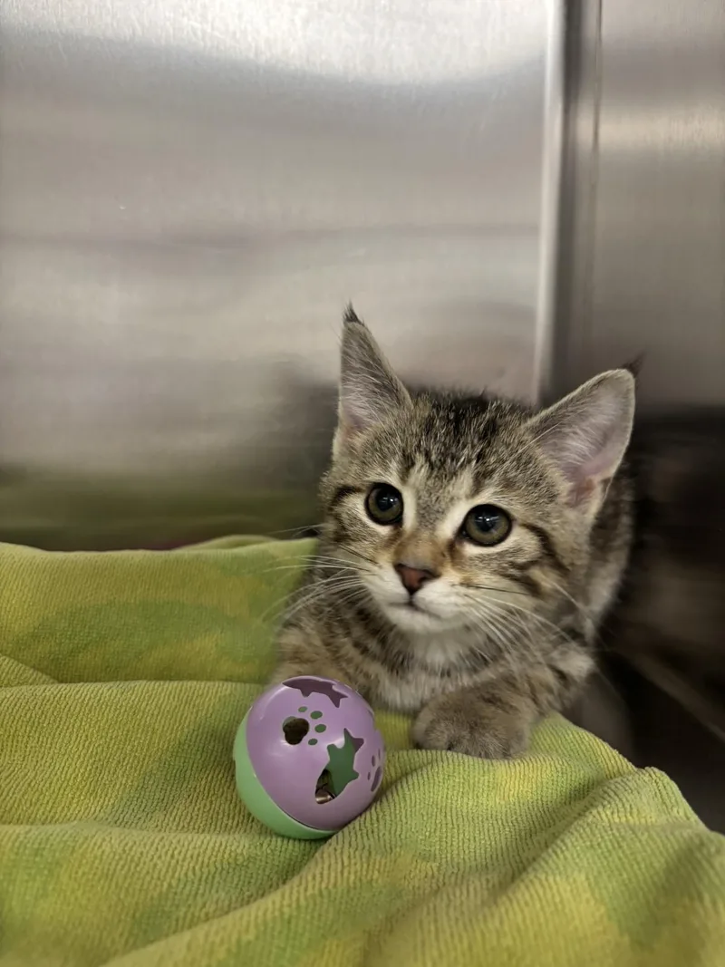 A young medium-sized male Domestic Medium Hair cat named Hedgehog for adoption in Yorkville, IL
