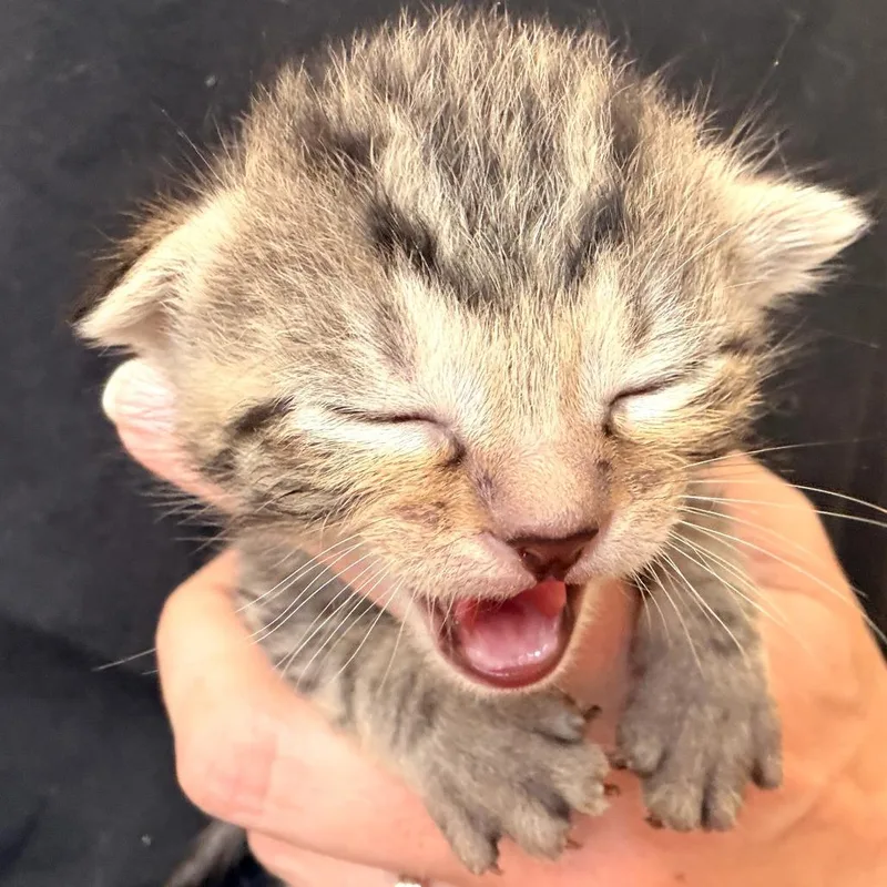 A baby small-sized male Gray / Blue / Silver Domestic Short Hair cat named Ricky Bobby for adoption in Evensville, TN
