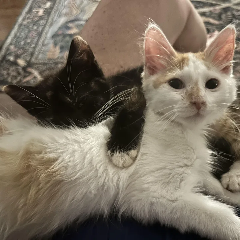 A baby small-sized female Calico American Shorthair cat named Pepsi for adoption in Lilburn, GA