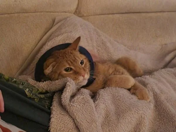 A senior medium-sized male Tabby (Orange / Red) Domestic Short Hair cat named Kieran for adoption in Duluth, GA