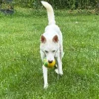 An adult medium-sized female Siberian Husky dog named Molly for adoption in Monticello, NY