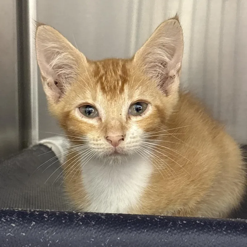 A baby small-sized male Domestic Short Hair cat named Hot Tamales for adoption in West Palm Beach, FL