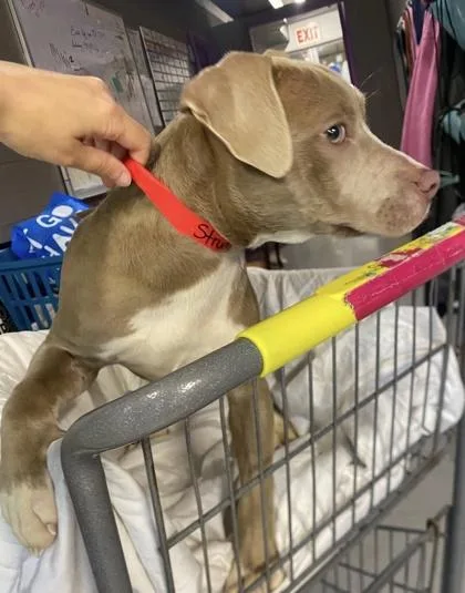 A baby medium-sized female Mixed Breed dog named Strudel for adoption in Hobart, IN
