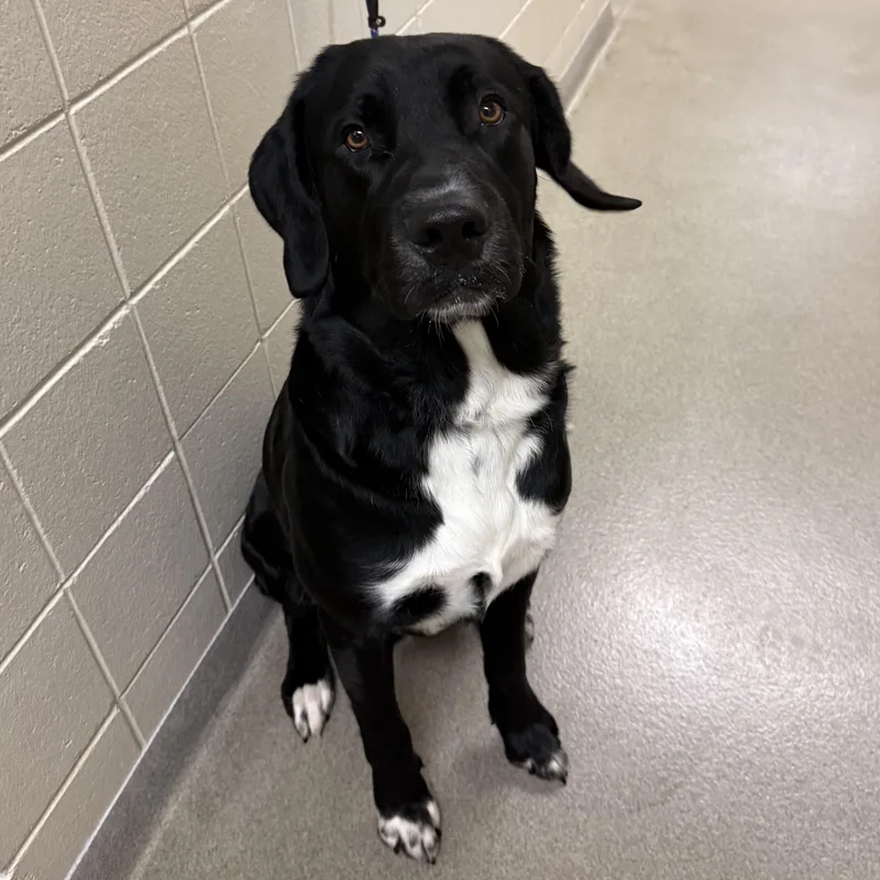An adult extra large-sized male Black Labrador Retriever dog named Melvin for adoption in Kearney, NE