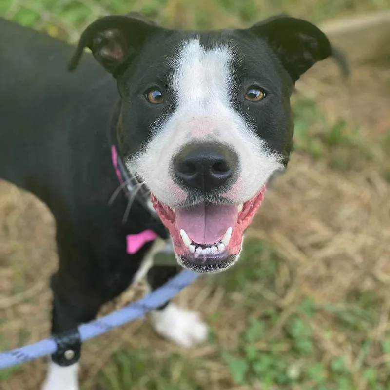 An adult medium-sized female Black Mixed Breed dog named Princess for adoption in Chattanooga, TN