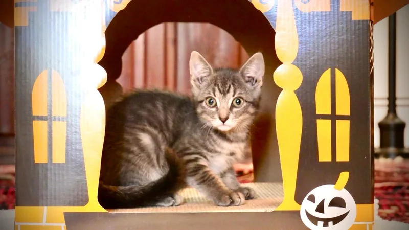 A baby medium-sized male Gray / Blue / Silver Domestic Short Hair cat named Benny for adoption in Jersey City, NJ