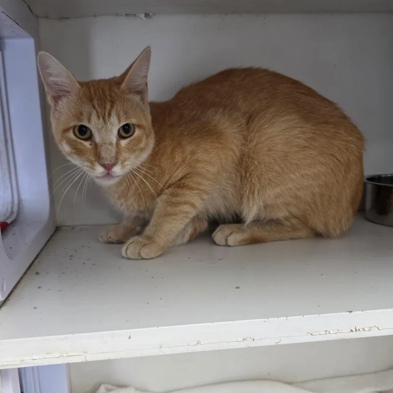 An adult small-sized male Orange / Red Domestic Short Hair cat named Stefan for adoption in Duncan, OK