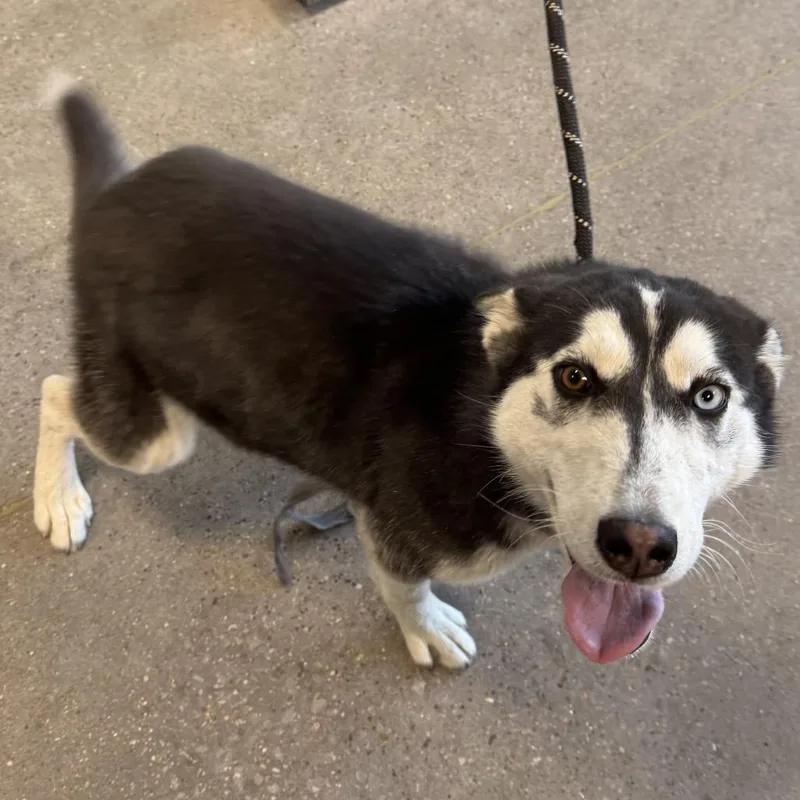 A young medium-sized female Gray / Blue / Silver Mixed Breed dog named Harper for adoption in Las Cruces, NM