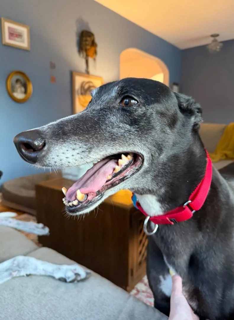 A senior large-sized female Greyhound dog named Trisha for adoption in Bondurant, IA