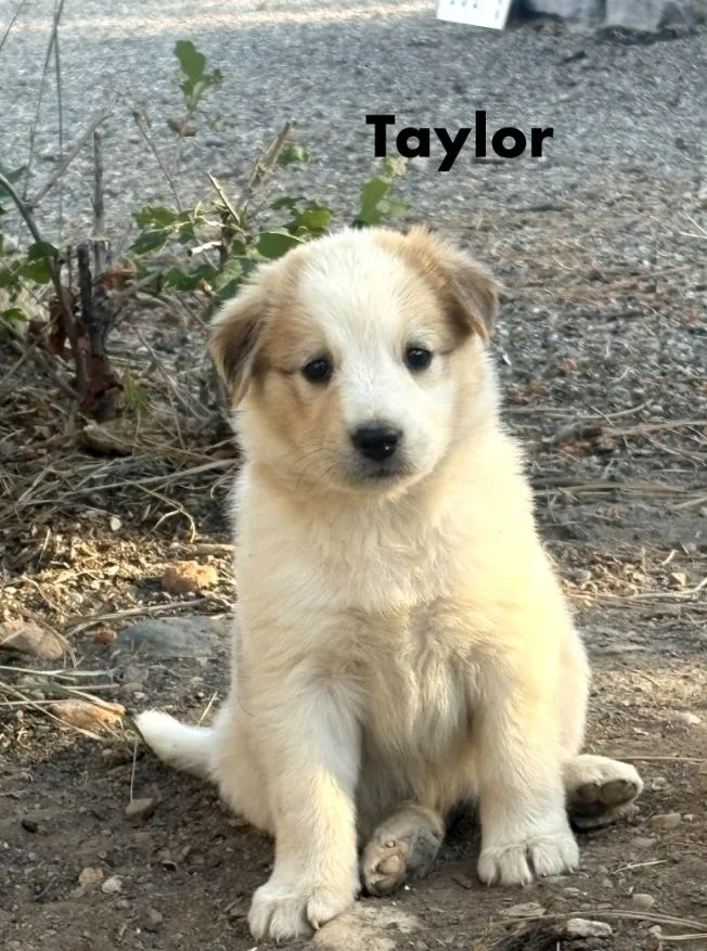 Taylor