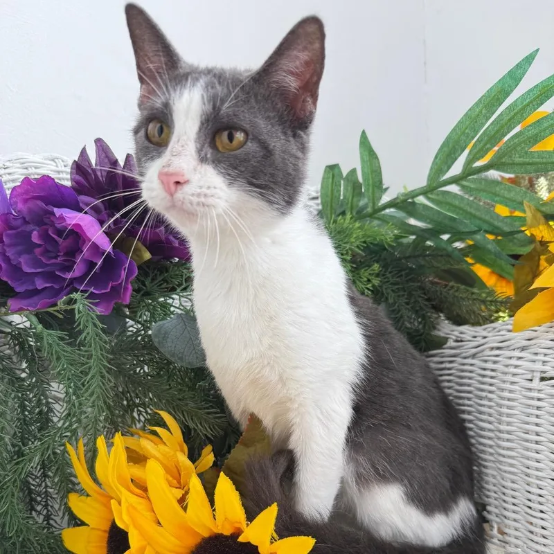 A young medium-sized female Gray / Blue / Silver Domestic Short Hair cat named Zipped for adoption in Eaton Rapids, MI