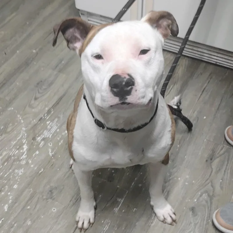 An adult medium-sized male White / Cream Pit Bull Terrier dog named Riggs for adoption in Summerville, SC