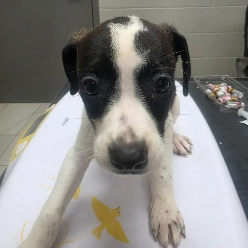 A baby small-sized female Black Mountain Cur dog named Sonny for adoption in Lufkin, TX