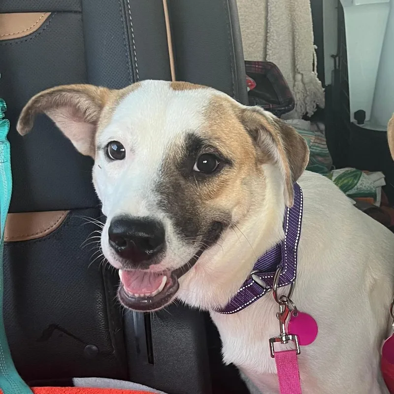 A young medium-sized female White / Cream Mixed Breed dog named Tansy for adoption in Merritt Island, FL
